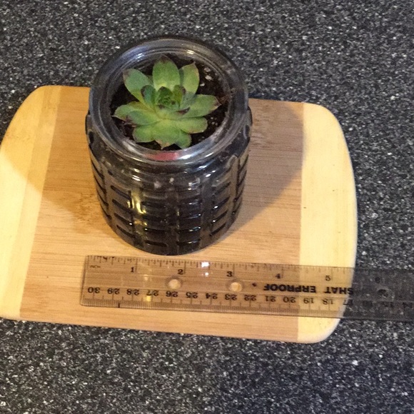 Succulent - Picture 3 of 3